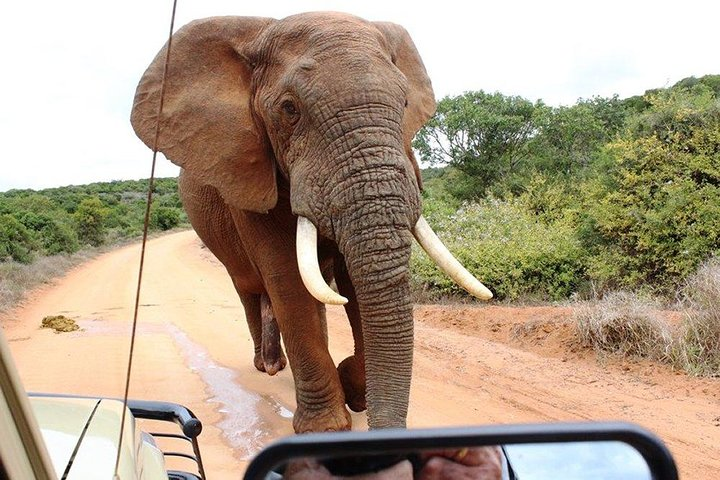 Addo Elephant National Park - HD01 - Photo 1 of 14